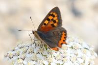 Lycaena phlaeas