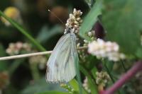 Pieris napi