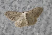 Idaea seriata