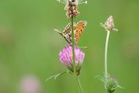 Melitaea cinxia