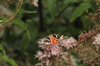 Euplagia quadripunctaria