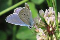 Polyommatus icarus