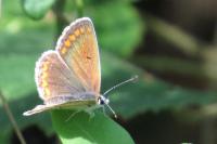 Aricia agestis