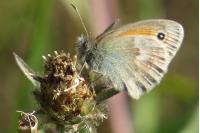 Coenonympha pamphilus