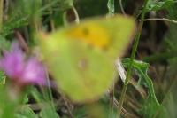 Colias crocea