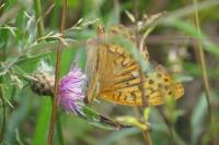 Argynnis paphia