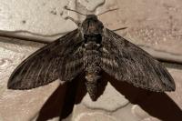 Agrius convolvuli