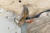 Vanessa atalanta