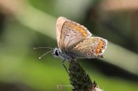 Aricia agestis