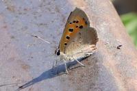 Lycaena phlaeas