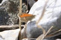 Coenonympha pamphilus