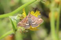 Pyrausta despicata