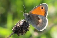 Coenonympha pamphilus