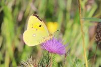 Colias crocea