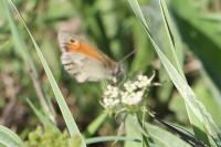 Coenonympha pamphilus