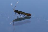 Coleophora