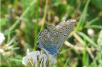 Polyommatus icarus