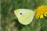 Pieris rapae