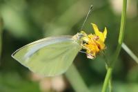 Pieris napi
