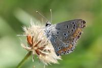 Aricia agestis