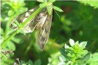 Sitochroa verticalis
