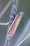 Oncocera semirubella