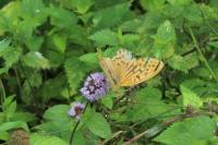 Argynnis paphia