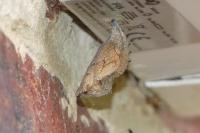 Vanessa atalanta