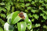 Vanessa atalanta