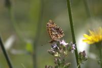 Boloria selene