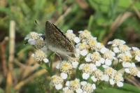 Aricia agestis