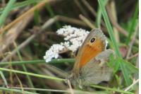 Coenonympha pamphilus