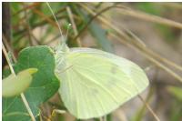Pieris rapae