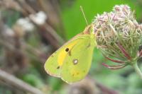 Colias crocea