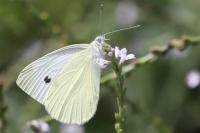 Pieris rapae