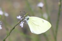 Pieris napi