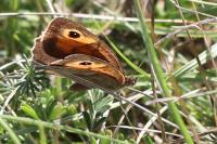 Maniola jurtina