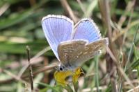 Polyommatus icarus