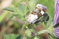 Acontia lucida