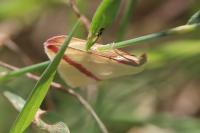Rhodometra sacraria