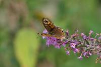 Lasiommata maera