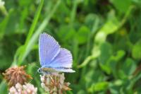Polyommatus icarus