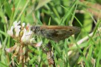 Coenonympha pamphilus