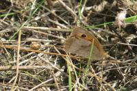 Maniola jurtina