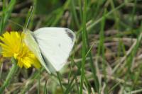 Pieris rapae