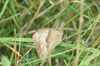Maniola jurtina