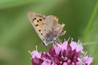 Lycaena phlaeas