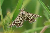 Chiasmia clathrata