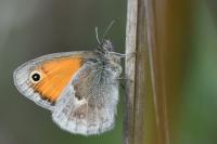 Coenonympha pamphilus