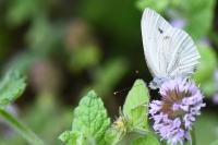 Pieris napi